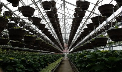 Century Home and Garden Greenhouses photo 6