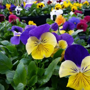 Pansies, Century Home and Garden Greenhouse