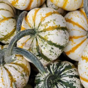 Fall white and green pumpkin gourds